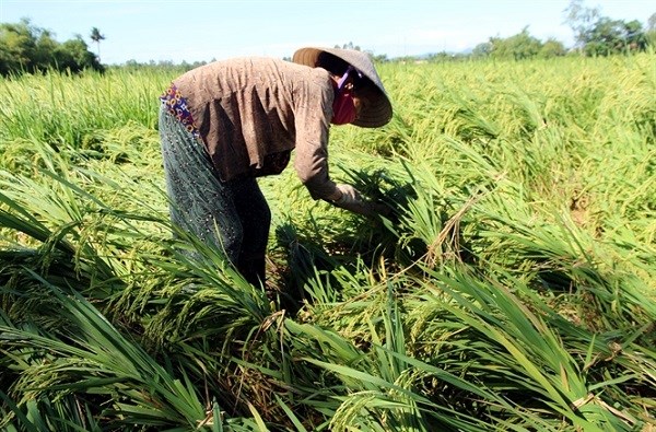 Cấp bách khôi phục sản xuất, đảm bảo đủ thực phẩm cuối năm (23/09/2024)